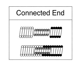 Garter Spring Connected End