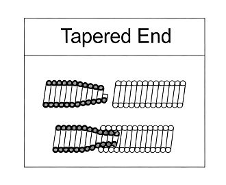 Garter Spring Tapered End